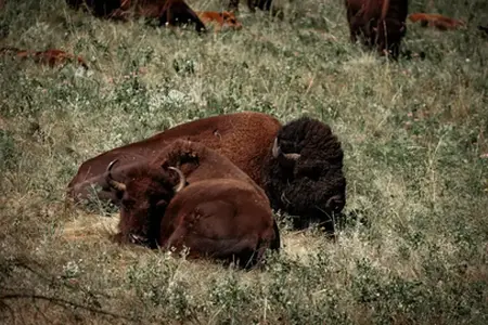 Набыццё аўстрыйскай вiньеткі ў 2024 годзе