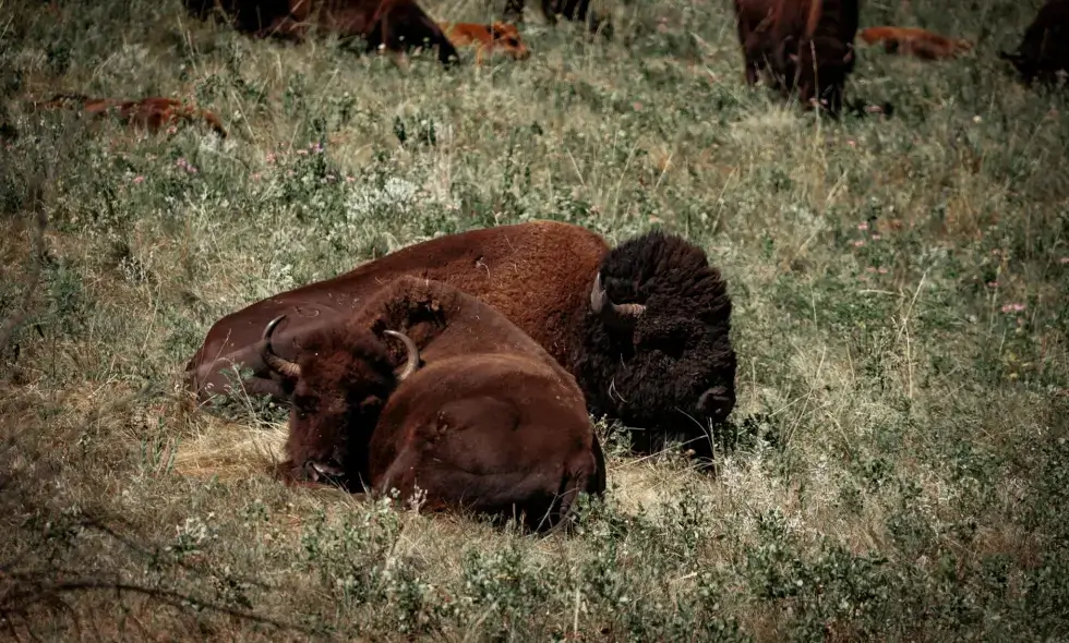 Набыццё аўстрыйскай вiньеткі ў 2024 годзе Набыццё аўстрыйскай вiньеткі ў 2024 годзе