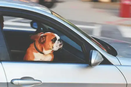 **Online Kauf der slowenischen Vignette**